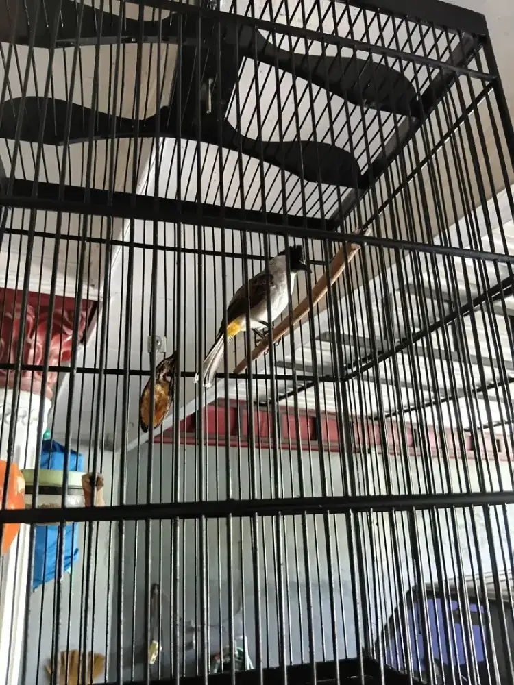 Kutilang isian burja