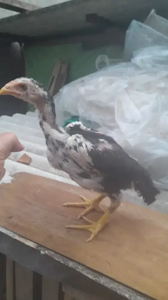 Ayam bangkok jenis koyngon blackbull bl