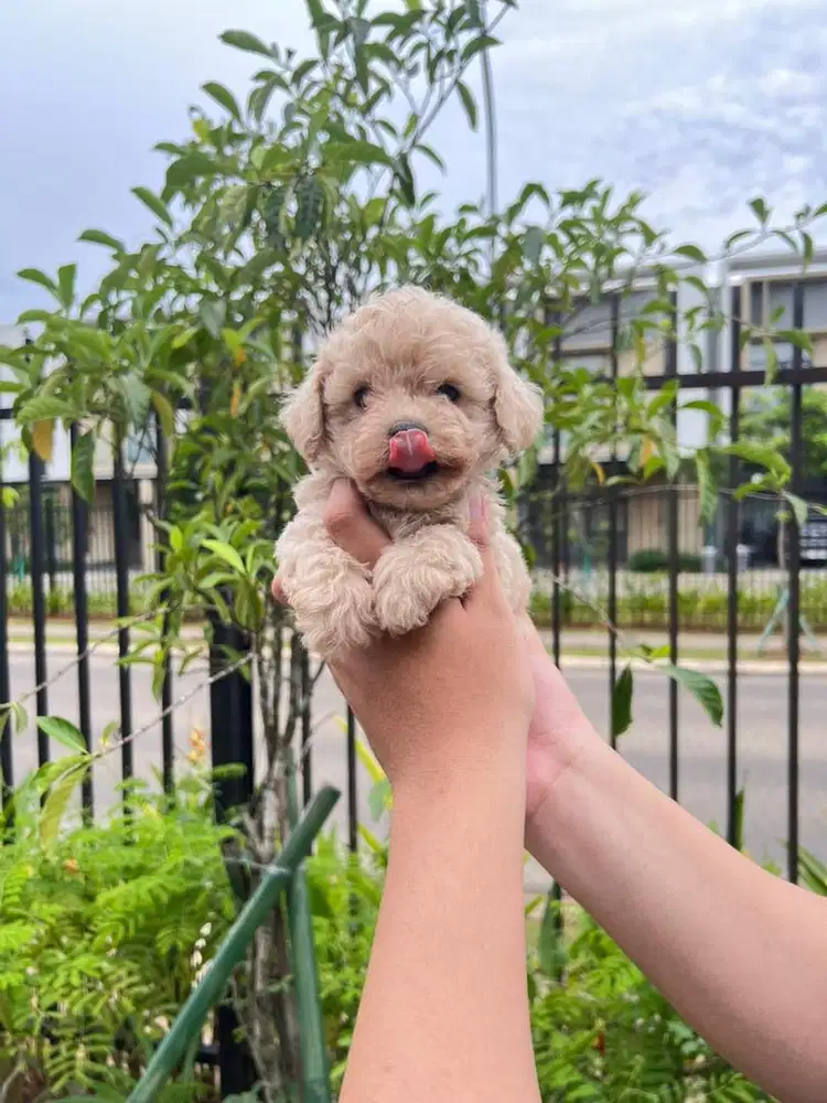 Toy Poodle Puppy Female and Male