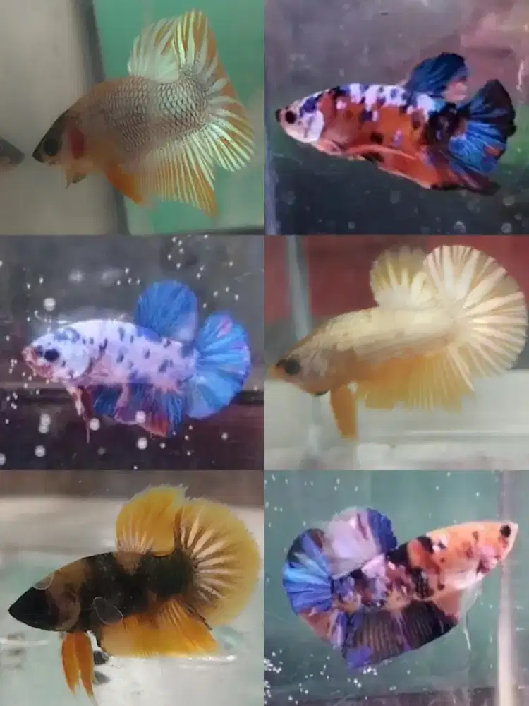 Ikan cupang hias jenis plakat