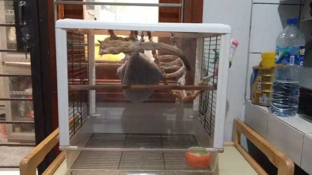 Sugar glider 3 ekor lengkap kandang dan aksesoris