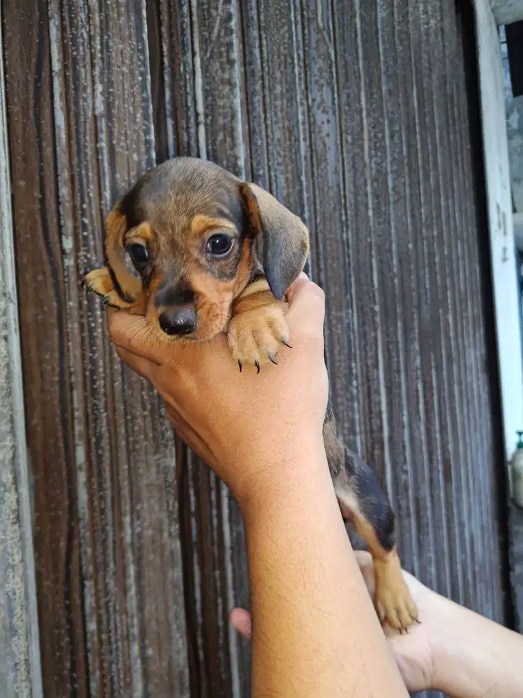 Jual TEKEL DACHSHUND 4 cewe, 2 cowo, dob25okt25 NO-STAMBOOM NO-VACCINE