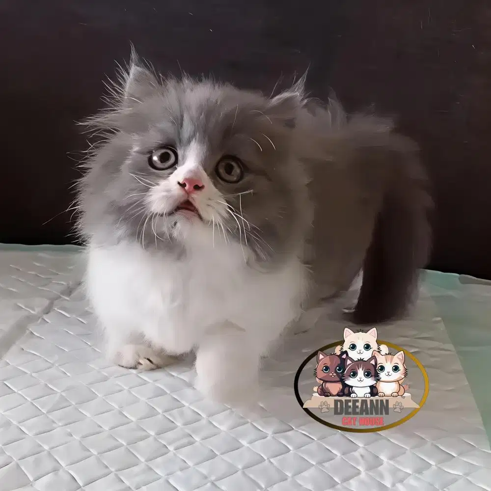 Kucing Munchkin British Long Hair BLH