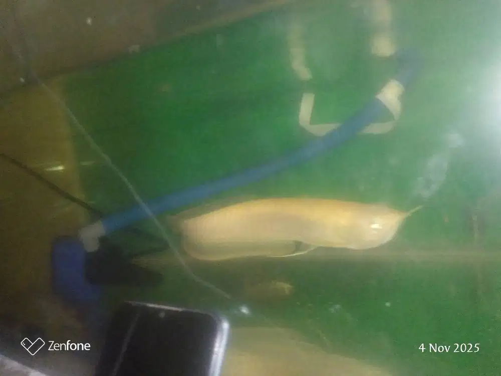 Arwana silver albino 30cm