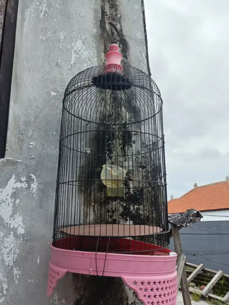 Sangkar burung bekas