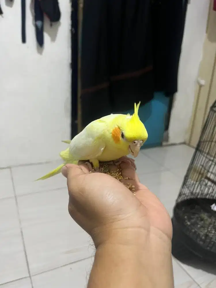 Parkit australia LUITNO MATA MERAH