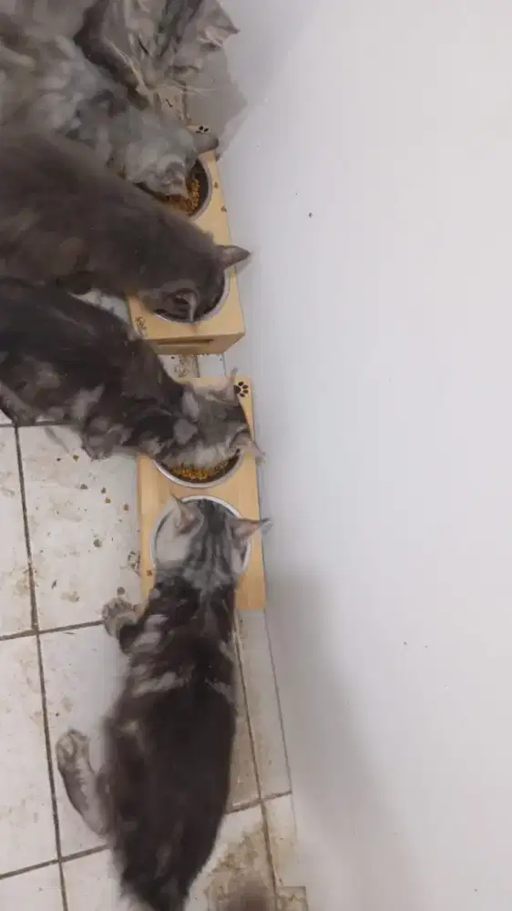 Dicari untuk merawat kucing