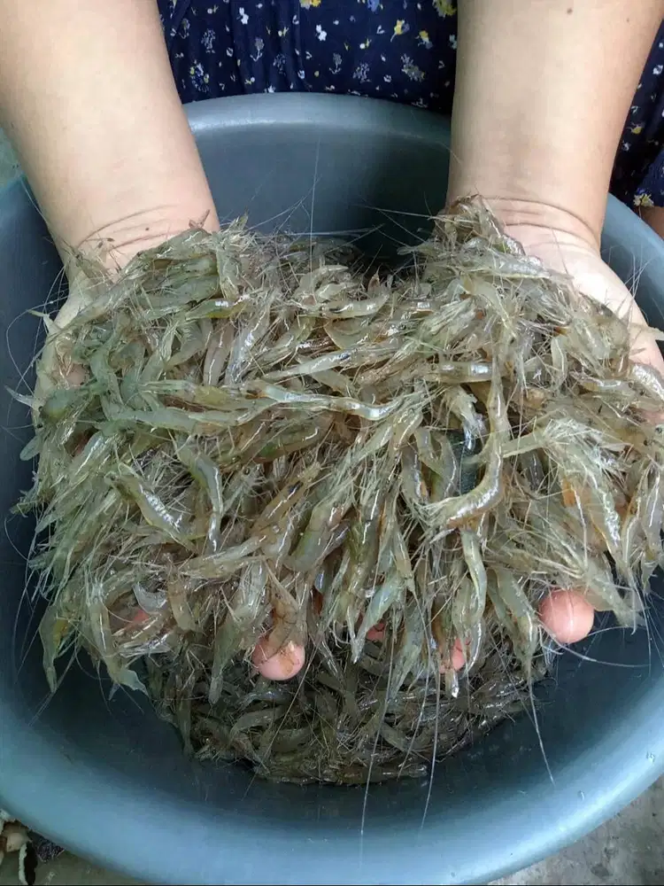 PAKAN UMPAN PELET UDANG SAWAH EMPANG LOUHAN ARWANA ALIGATOR CHANNA