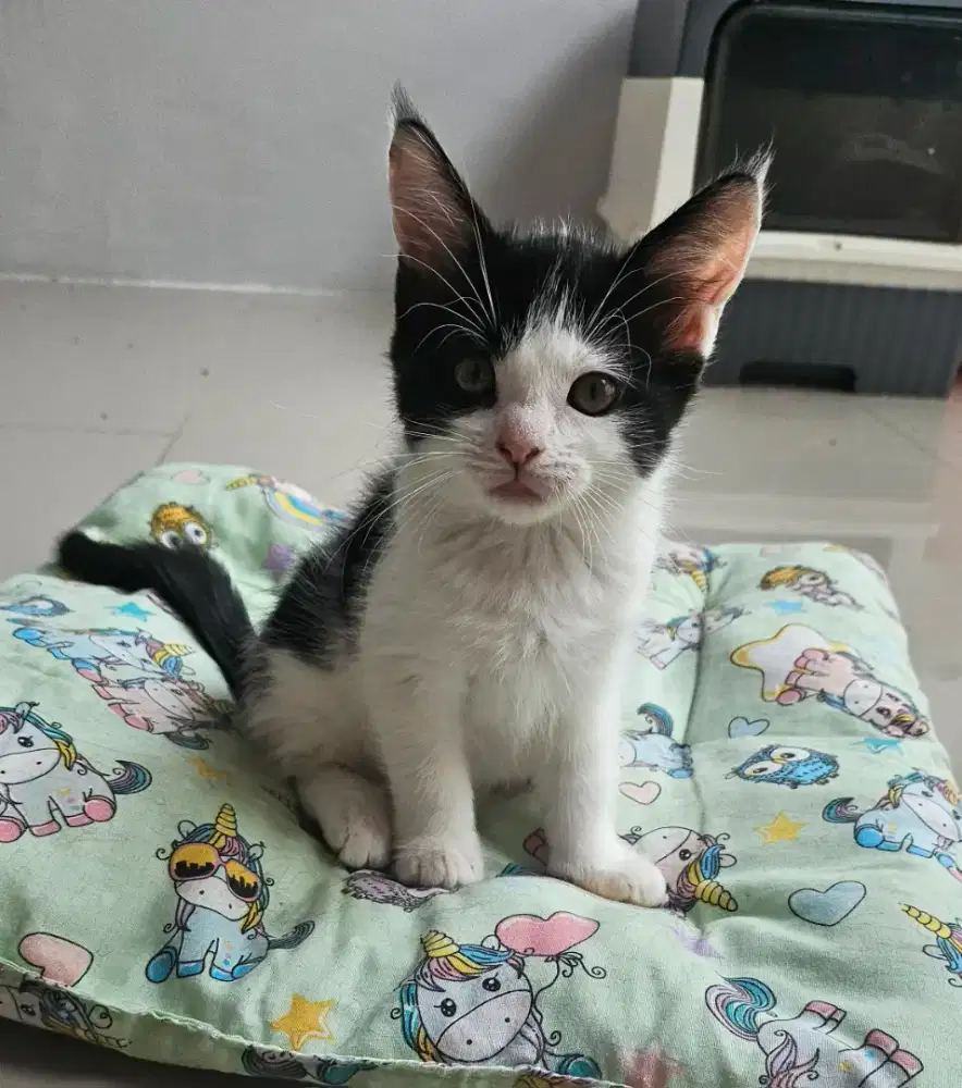 Maine Coon x Munchkin Kitten