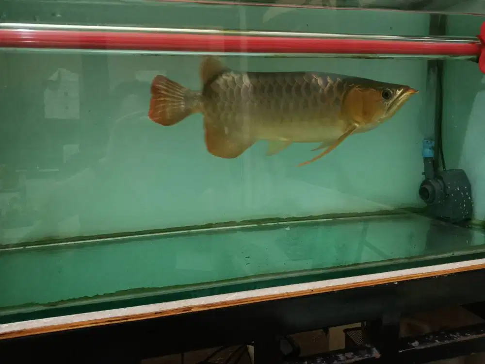 Arwana super red blue base