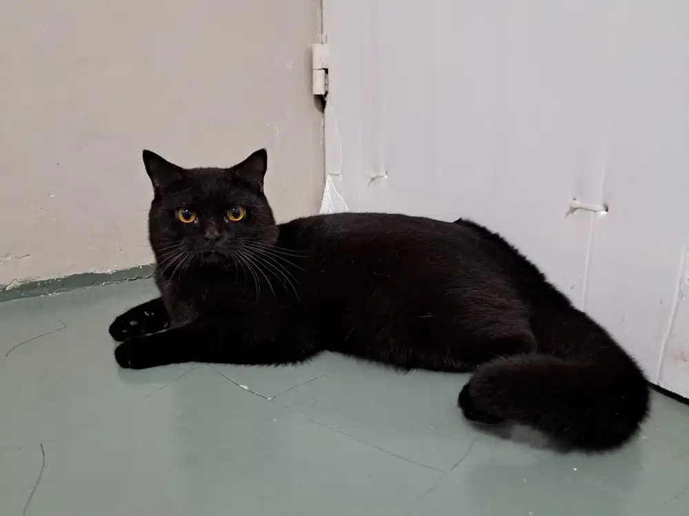 BSH JANTAN ANAKAN IMPORT