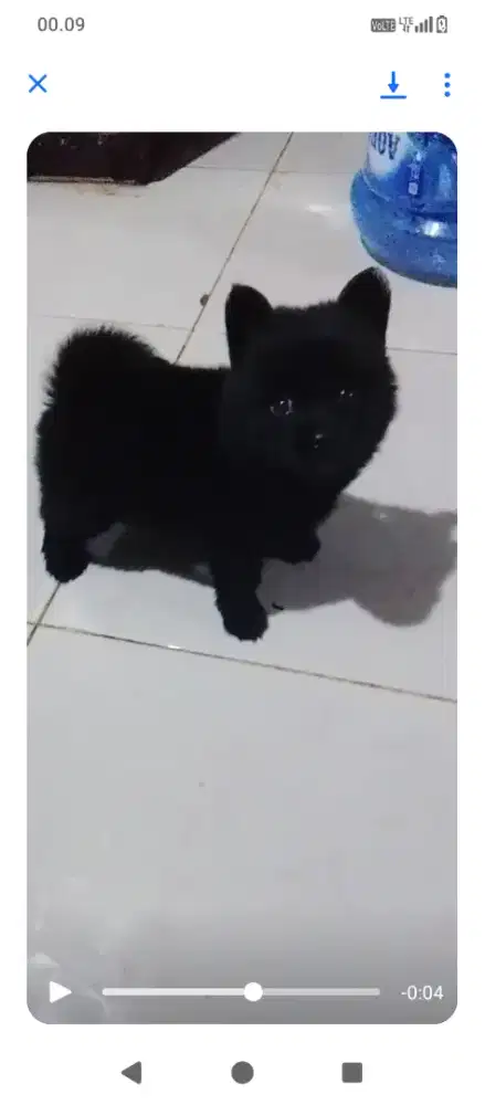 Minipom jantan umur 2bulan