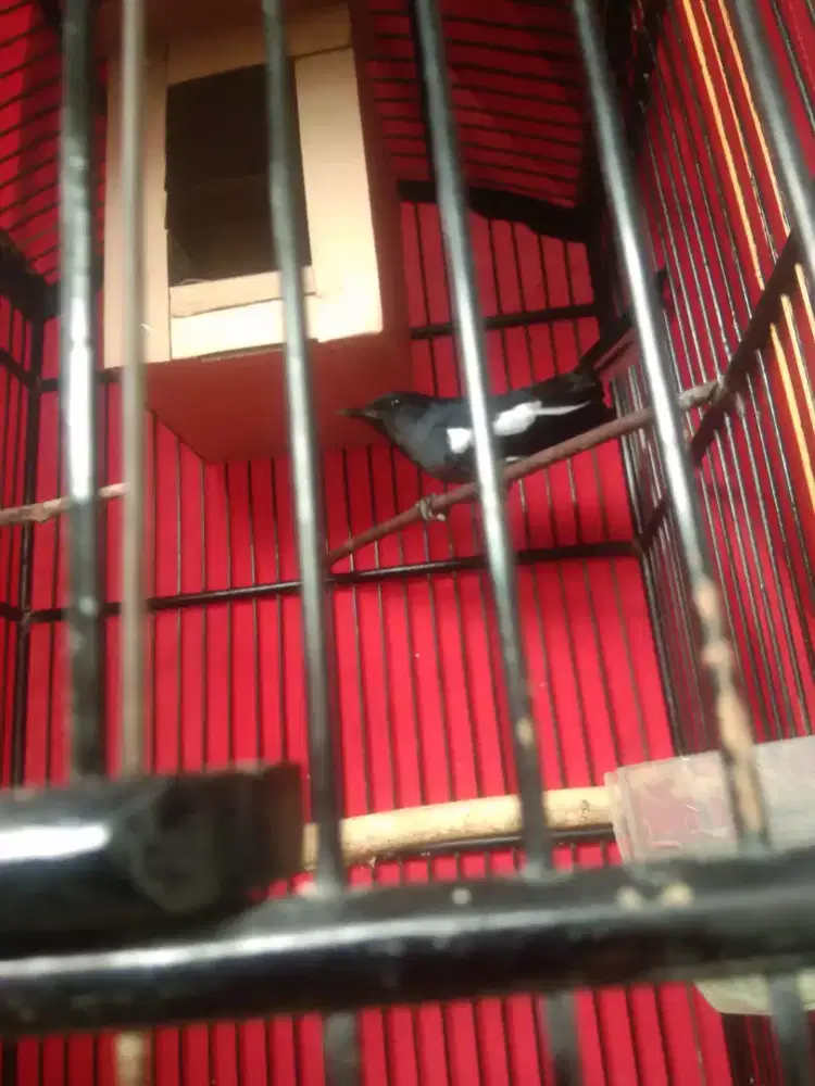 Kacer betina jawatimur