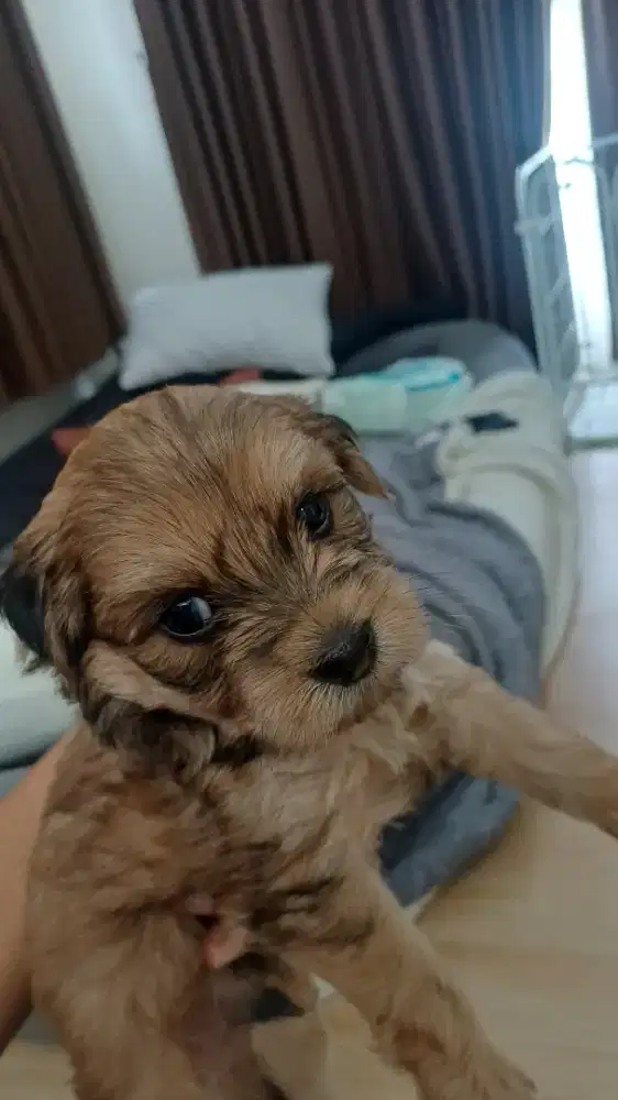 Maltipo Puppy 1 bulan