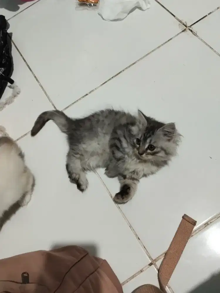 Kucing Himalaya Induk&Anak