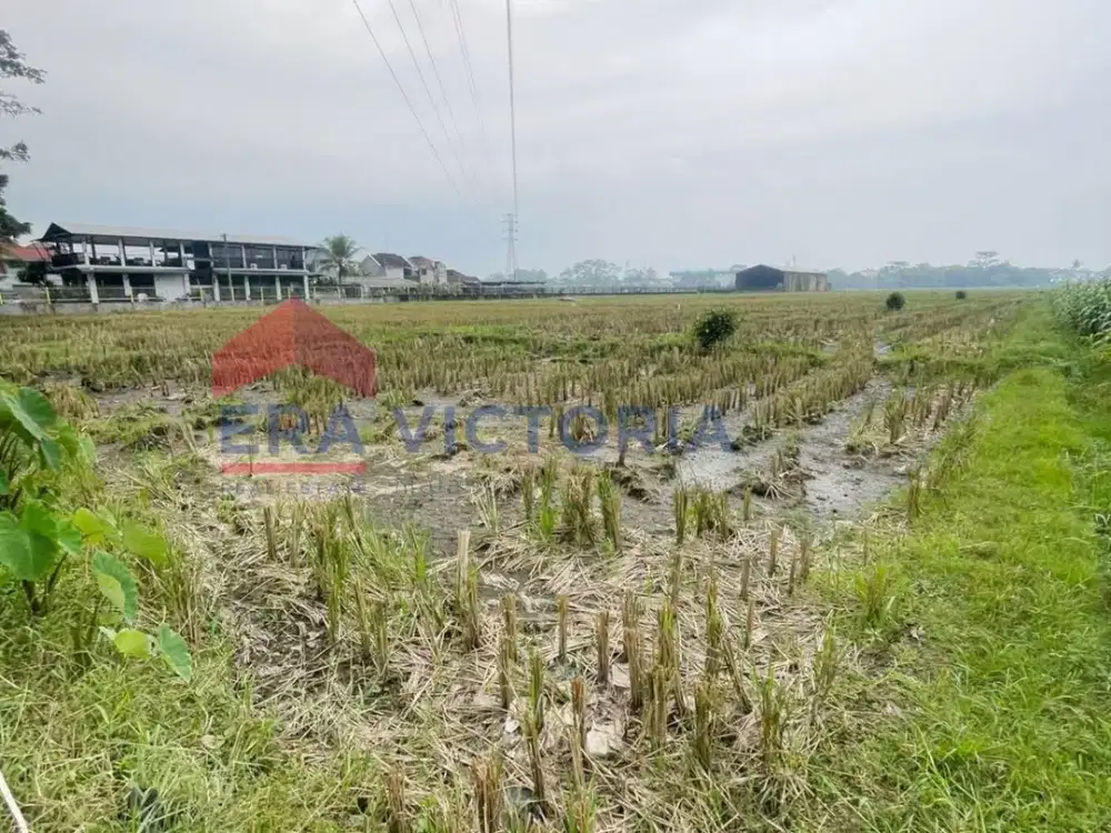 Tanah Sawah Luas Dekat Pusat Perkantoran & RSUD Kanjuruhan Cocok Investasi