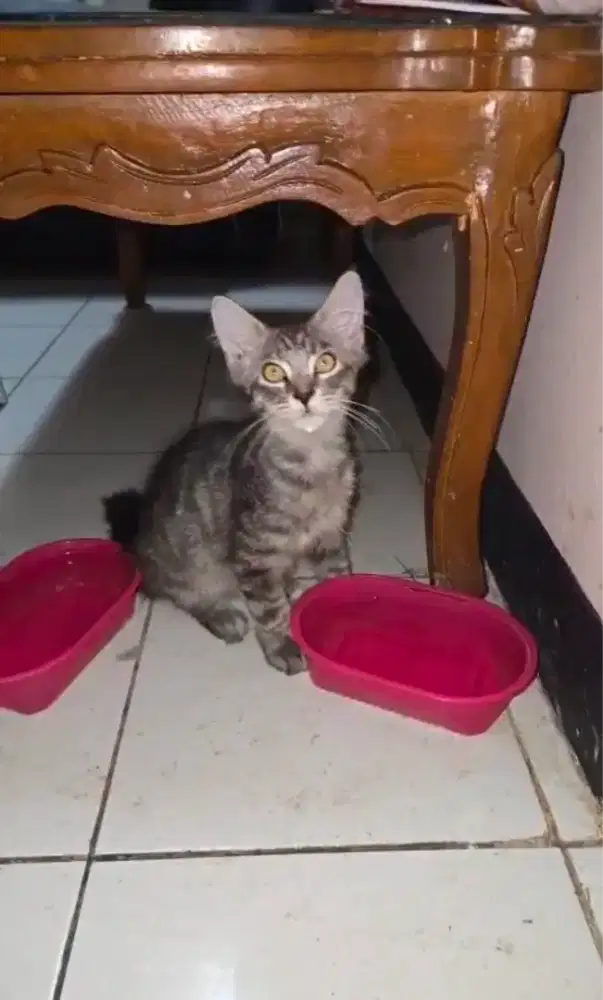 MAINECOON MC KITTEN ANAK KUCING JANTAN 3BULAN