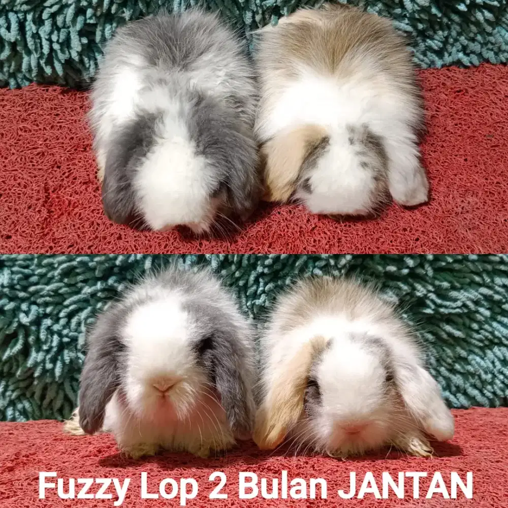Anakan Kelinci Fuzzy Lop usia 2 Bulan