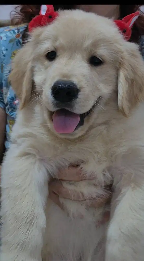 Dijual Anakan Golden Retriever