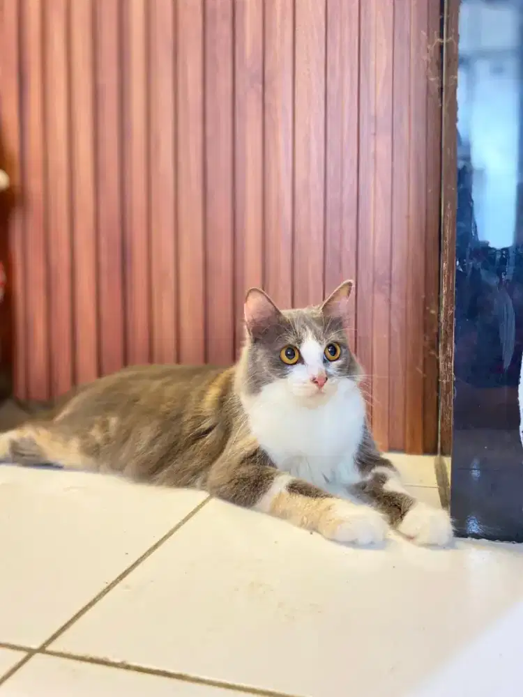 Kucing persia medium