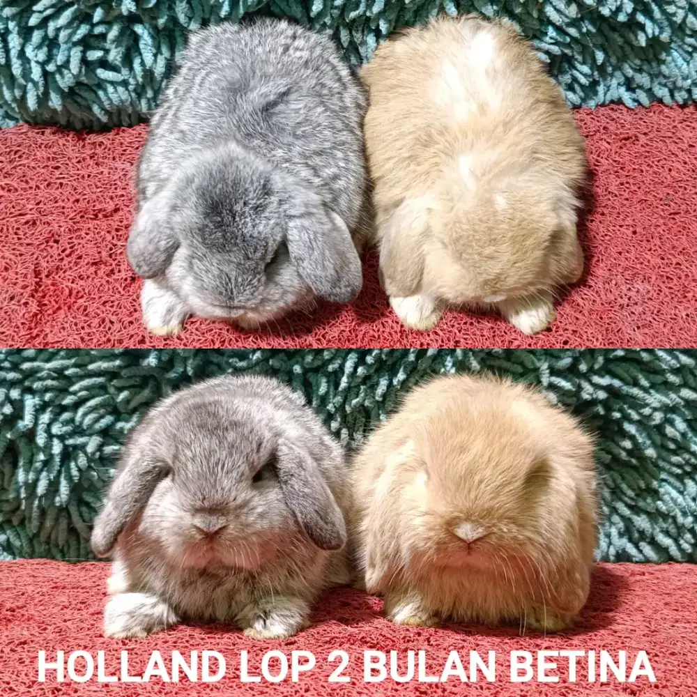 Anakan Kelinci Holland Lop usia 2 Bulan
