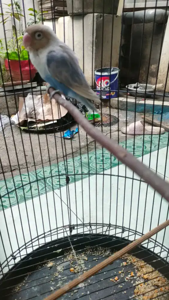 Lovbird pastel biru betina birahi