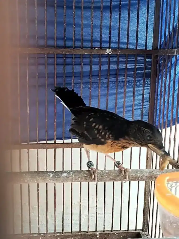 Murai batu trotol f4 larwo indukan prestasi