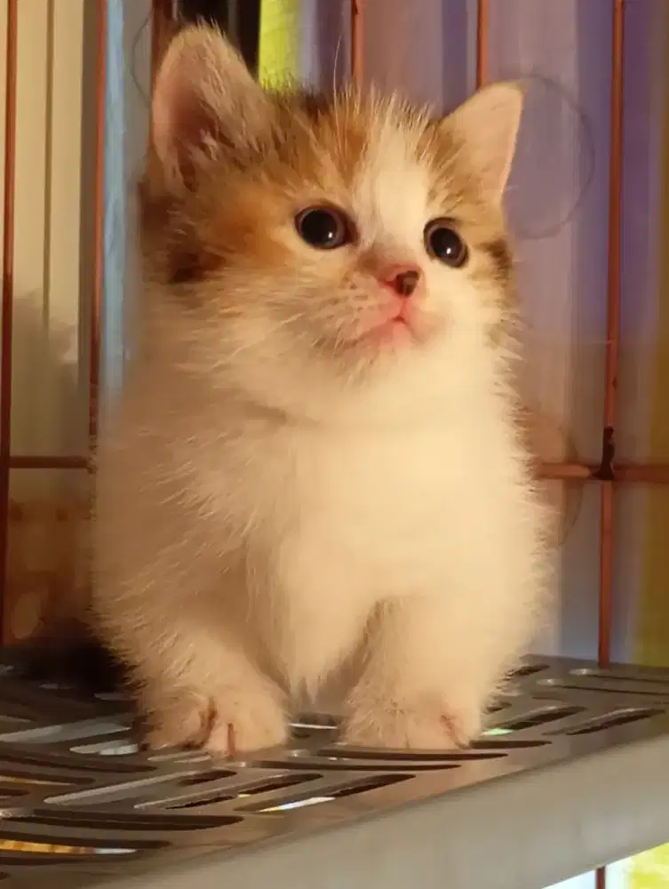 Munchkin kitten betina