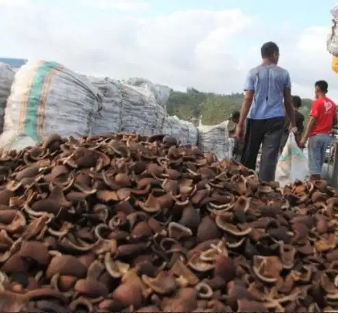 Dicari Kopra Kadar Air 5%