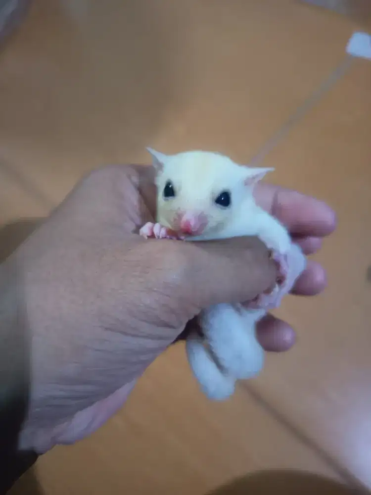 Sugar Glider Leu - Jantan