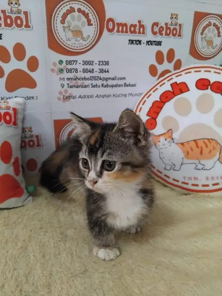 Kitten Munchkin Calico Betina