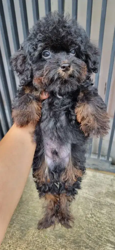 Tiny poodle betina