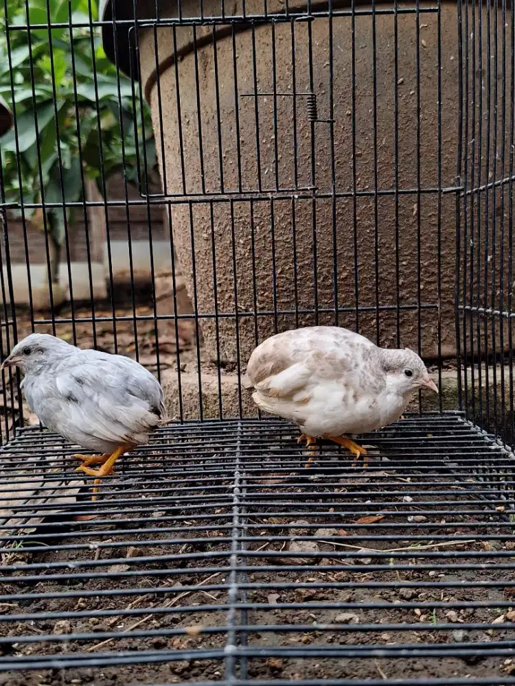 Puyuh Batu / Puyuh Hias