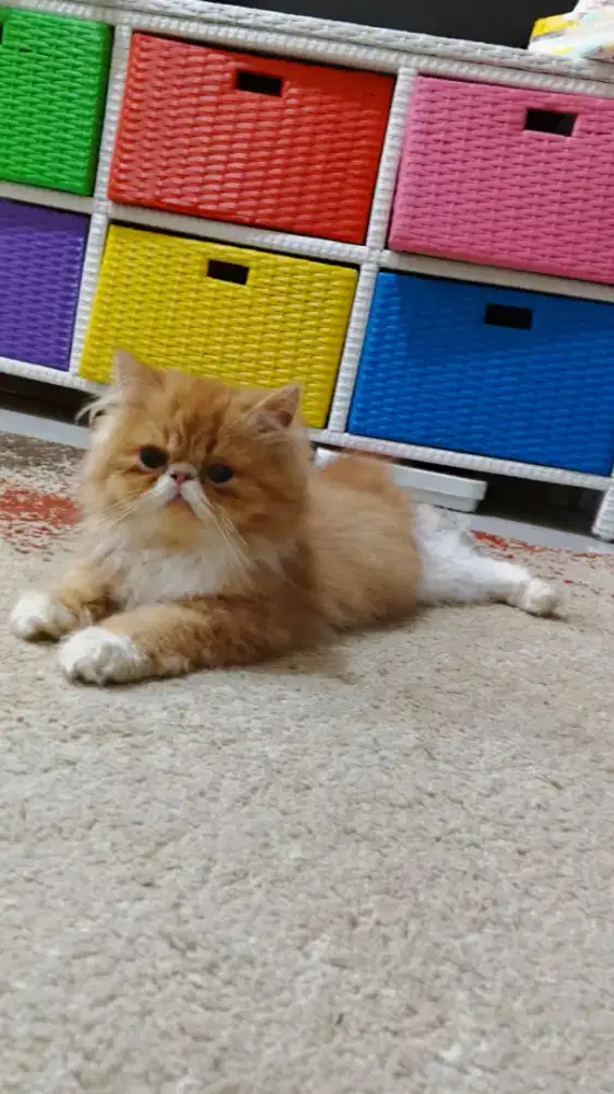 Kitten persia peaknose