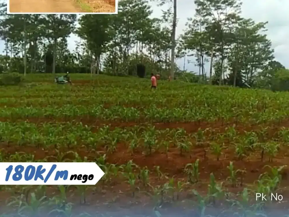 Dijual tanah Tegal Lokasi jatipuro.