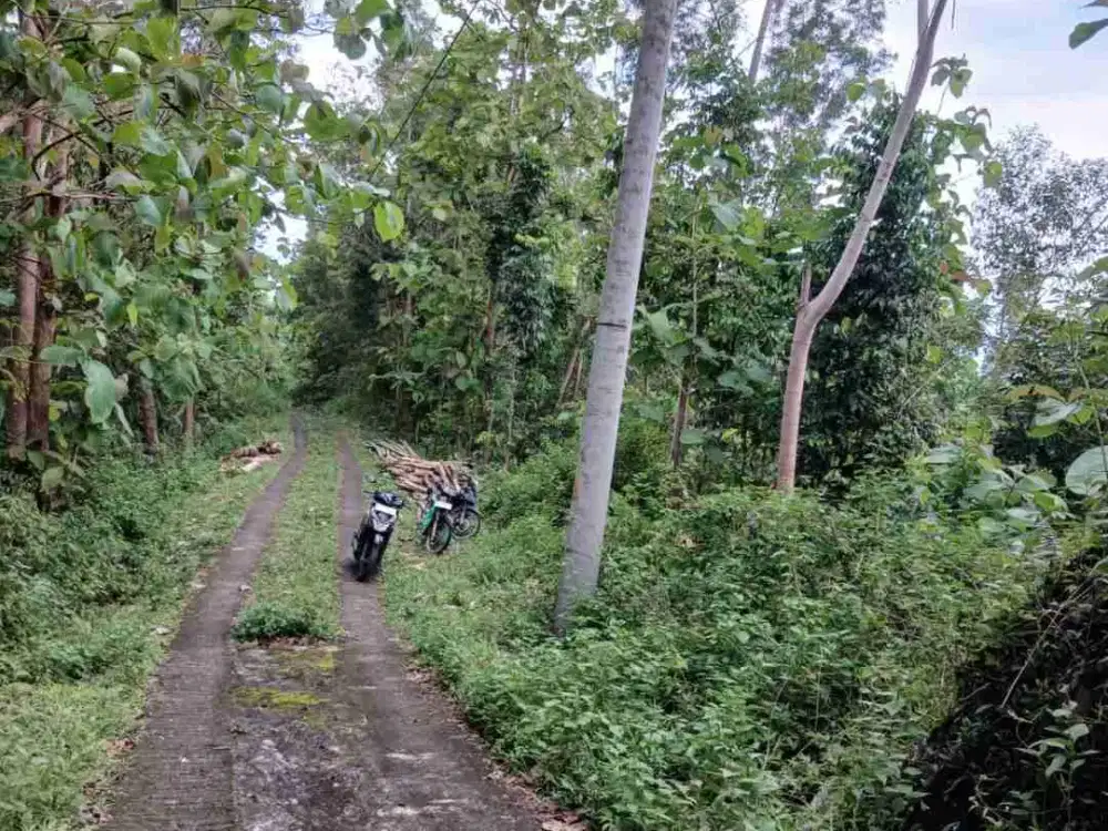 Tanah Murah di Clapar Hargowilis Kulon Progo