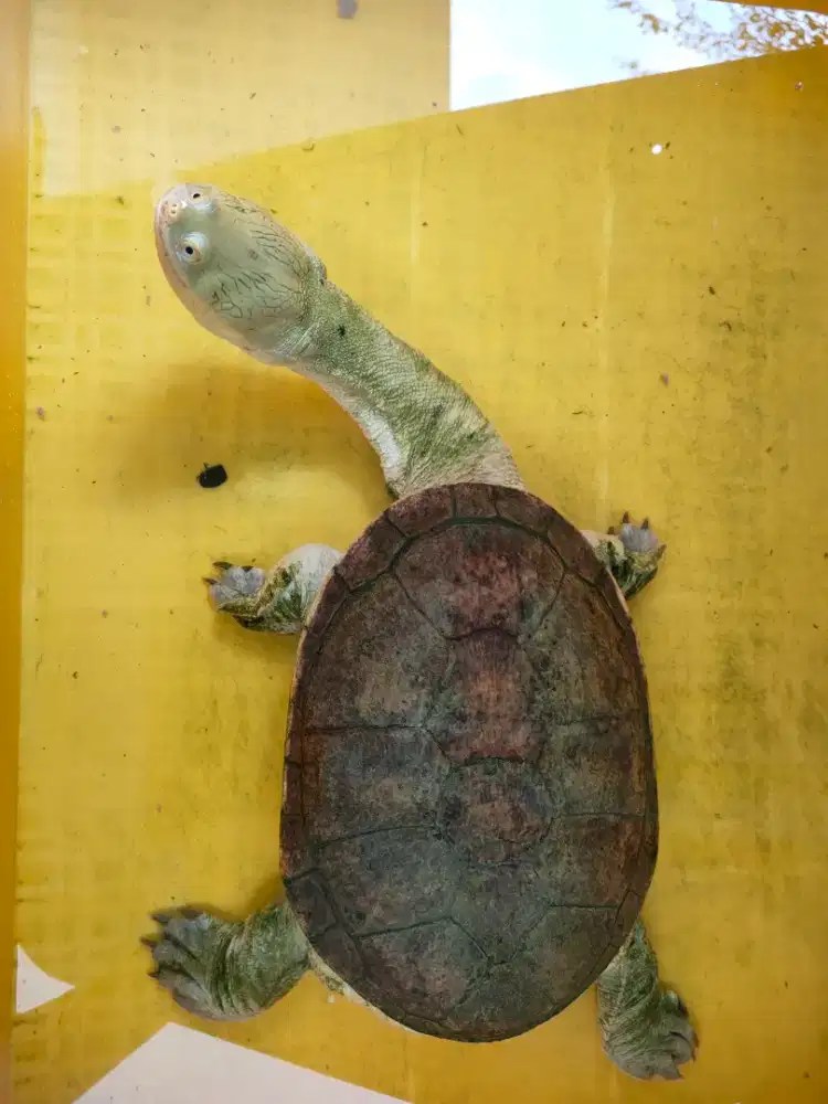 kura air siebenrocky 21cm cerah