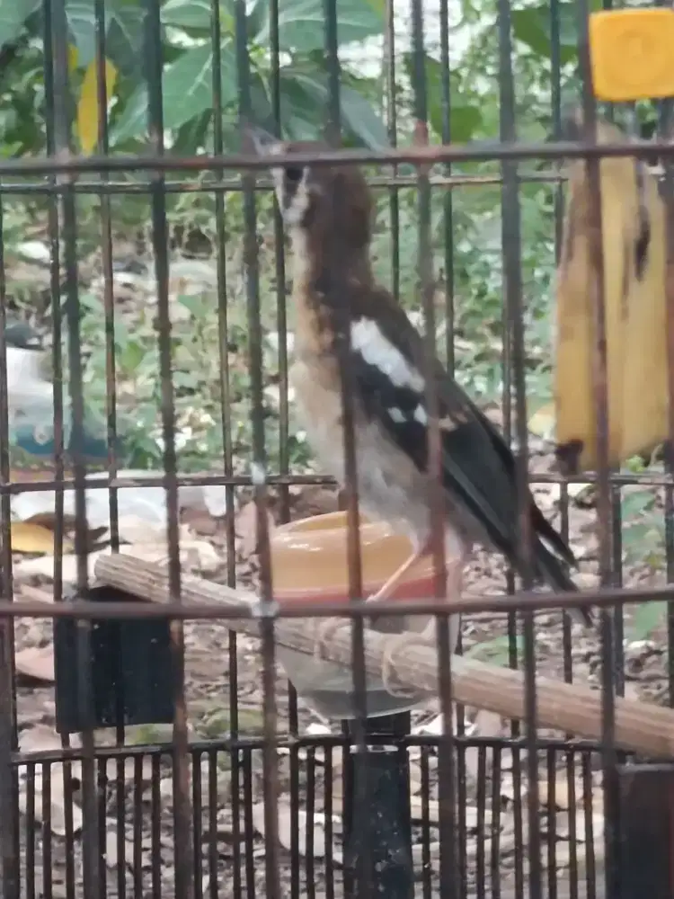 Trotolan Anis kembang ngerol