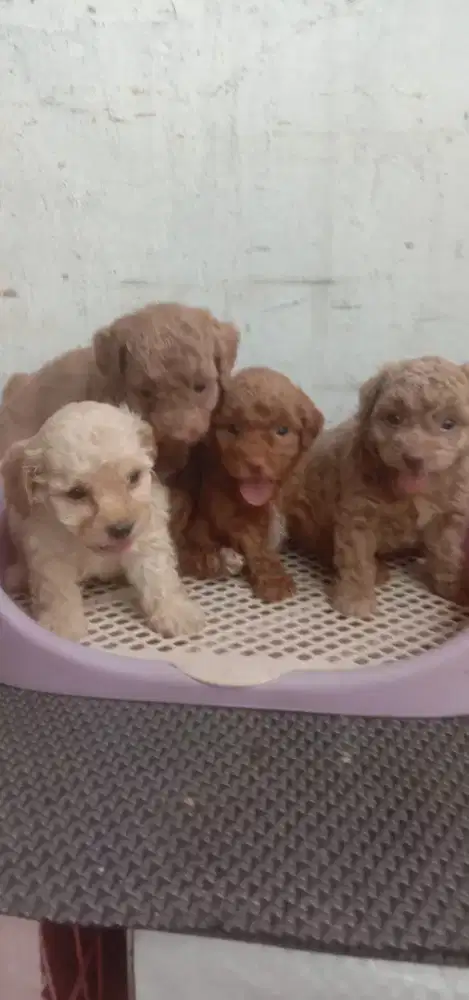 Anakan poodle jantan betina 1 bln lebih