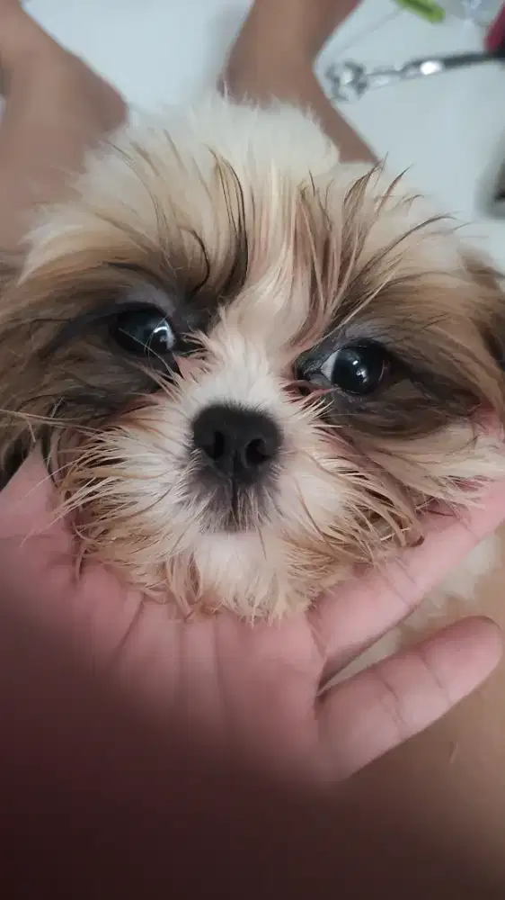 mini shihtzu jaminan pure