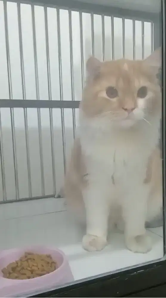 Kucing Persia turunan Big bon