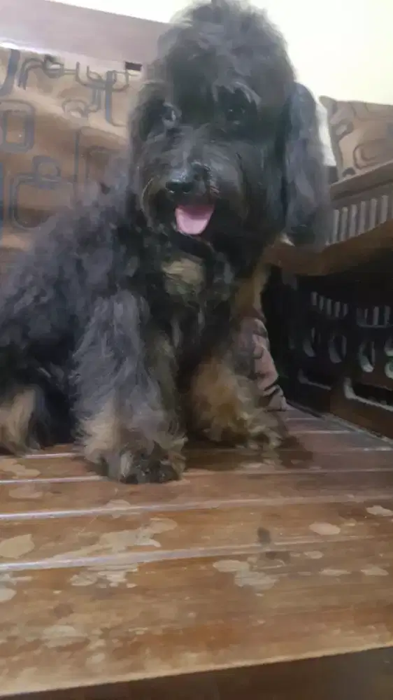 Poodle Betina Warna Phantom