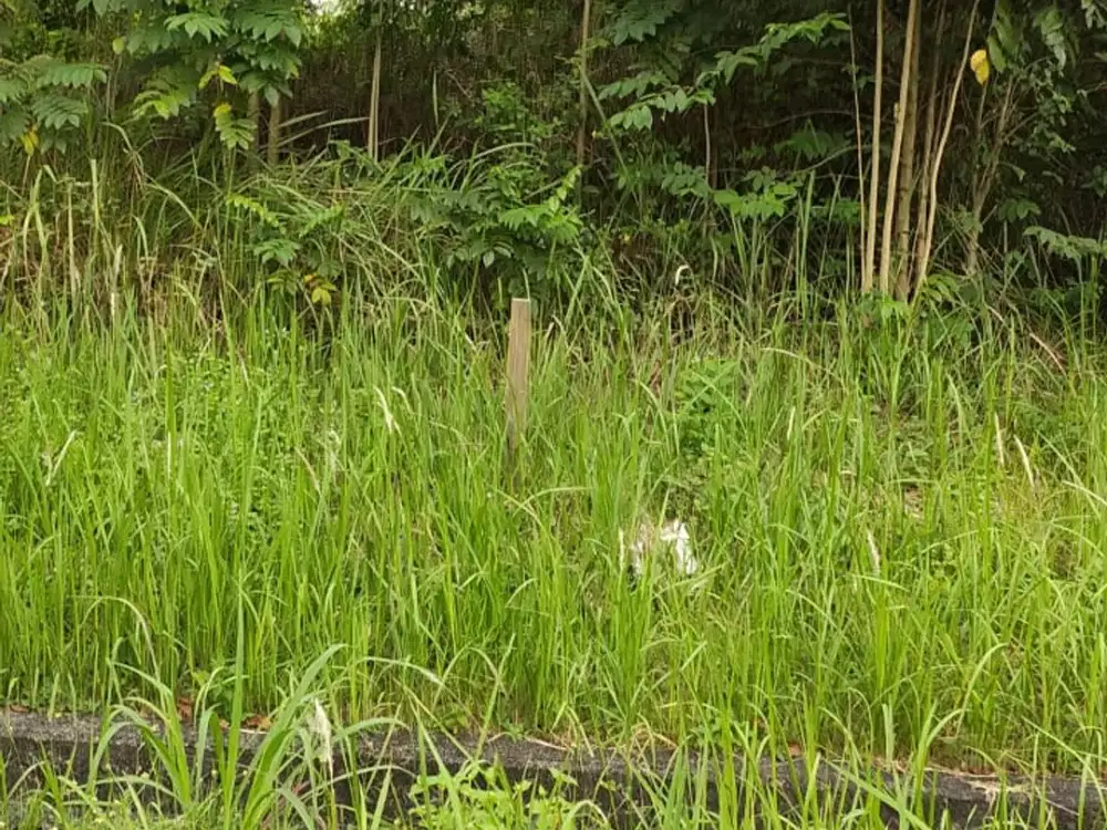 Dijual Cepat Kavling Taman Simpruk – Lippo Cikarang, Harga 3.8 JT/m²