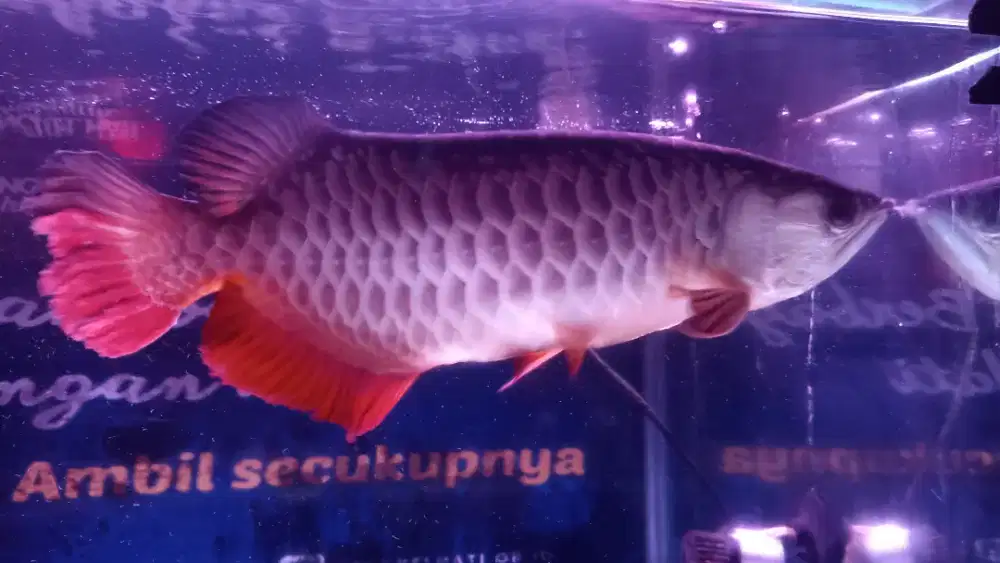 Arwana GR HB ukuran 50cm lebih
