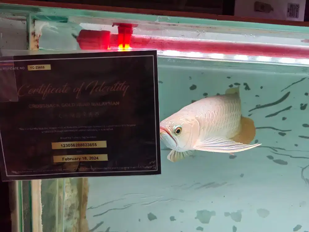 Ikan arwana Malaysian golden cross