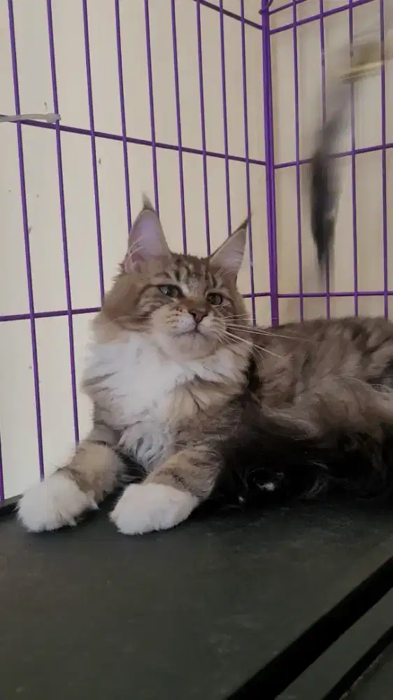 Mainecoon non pedigree