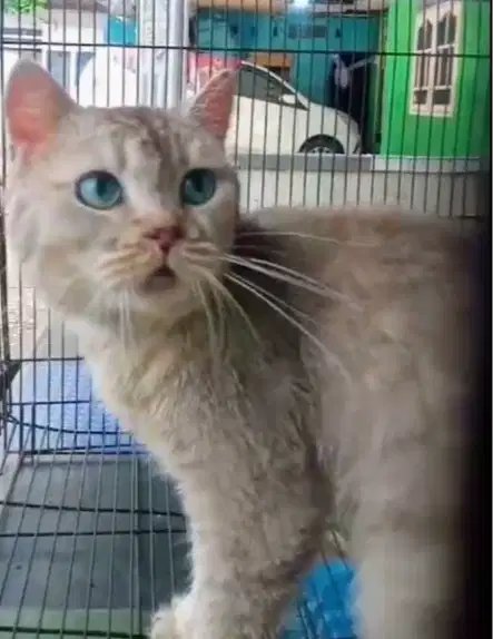 Kucing British shorthair Golden Male