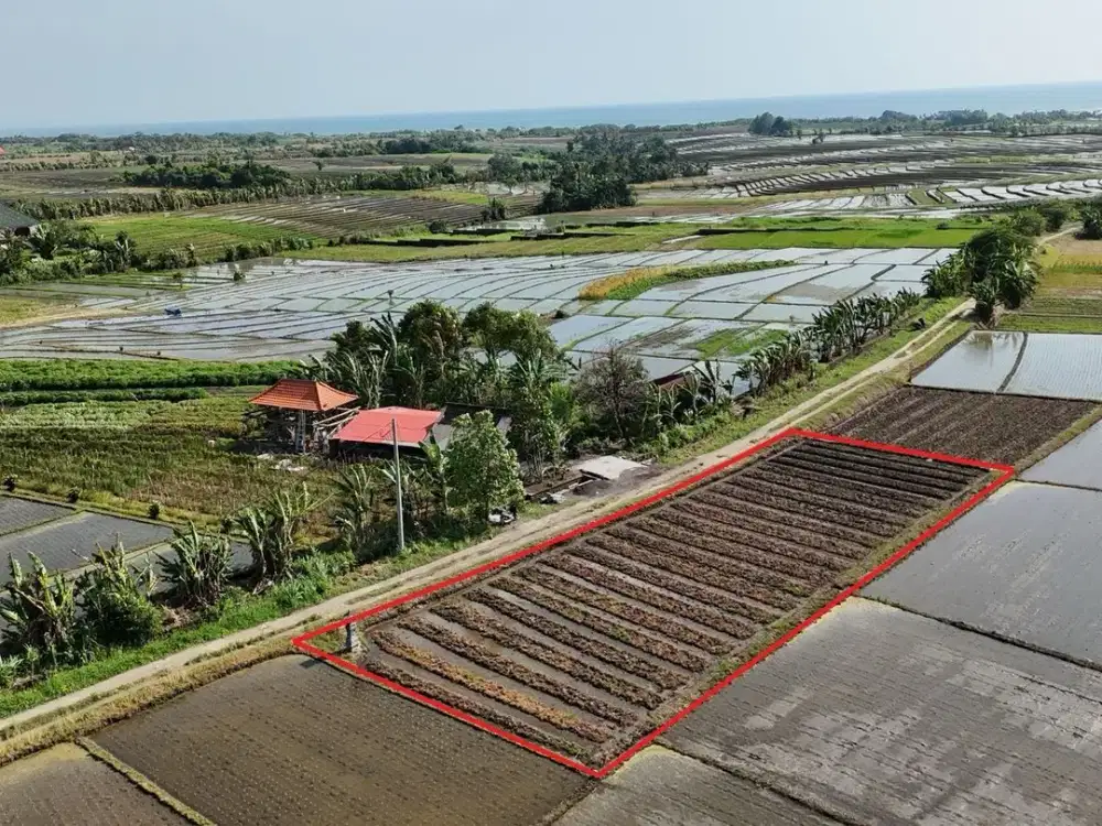 Tanah Bentuk Ideal Untuk Kavling Tibubiyu Pasut Tabanan