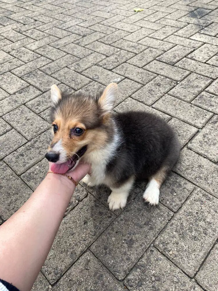 Dijual anak anjing puppy Corgi jantan \ male 3 color stambum fluffy