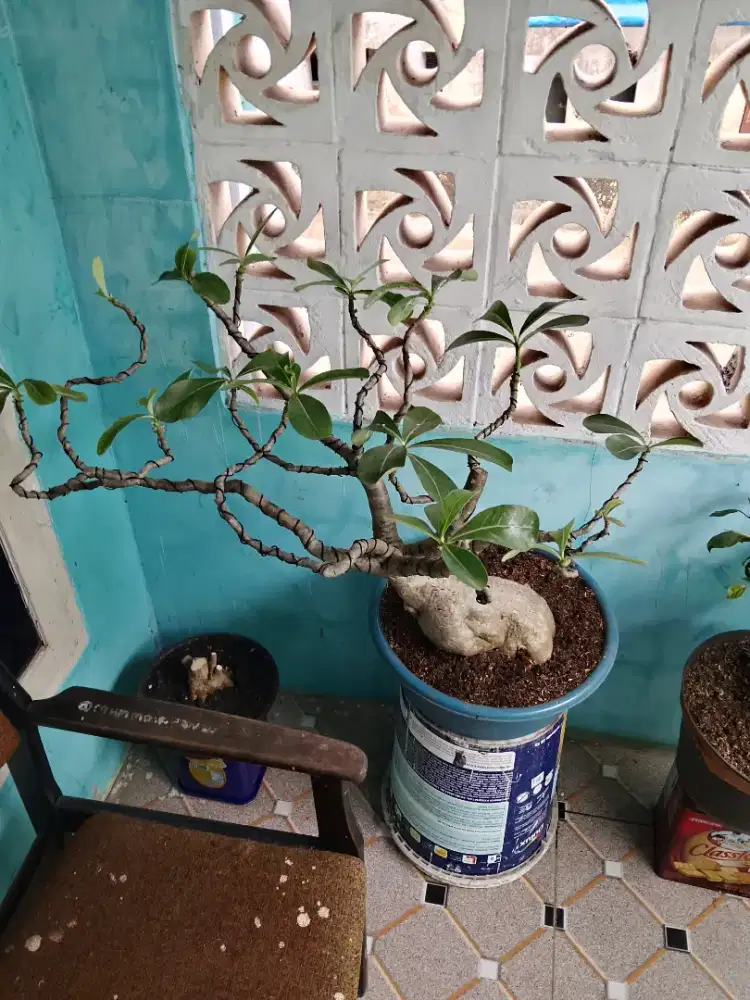 Jual bonsai bunga kamboja